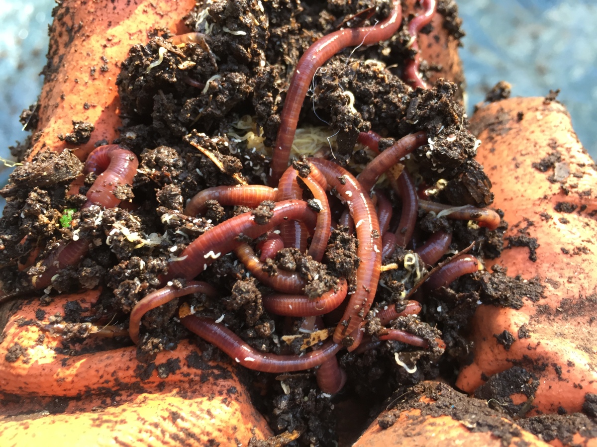 Worm Ball Composting  Pioneering The Simple Life